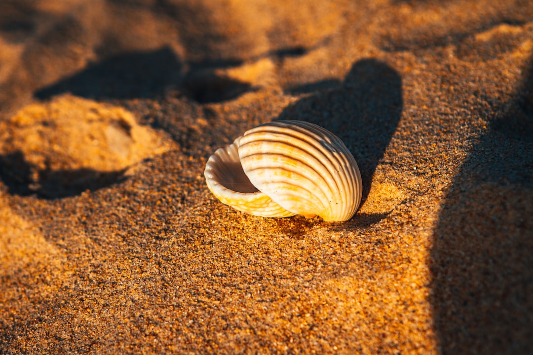 white and brown seashell on brown sand