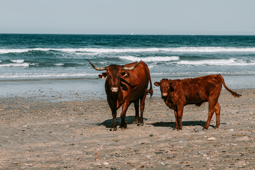 brown cow on white sand beach during daytime