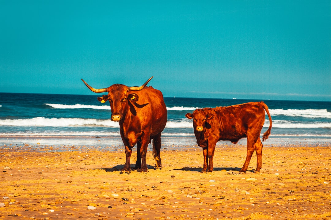 brown cow on brown sand during daytime
