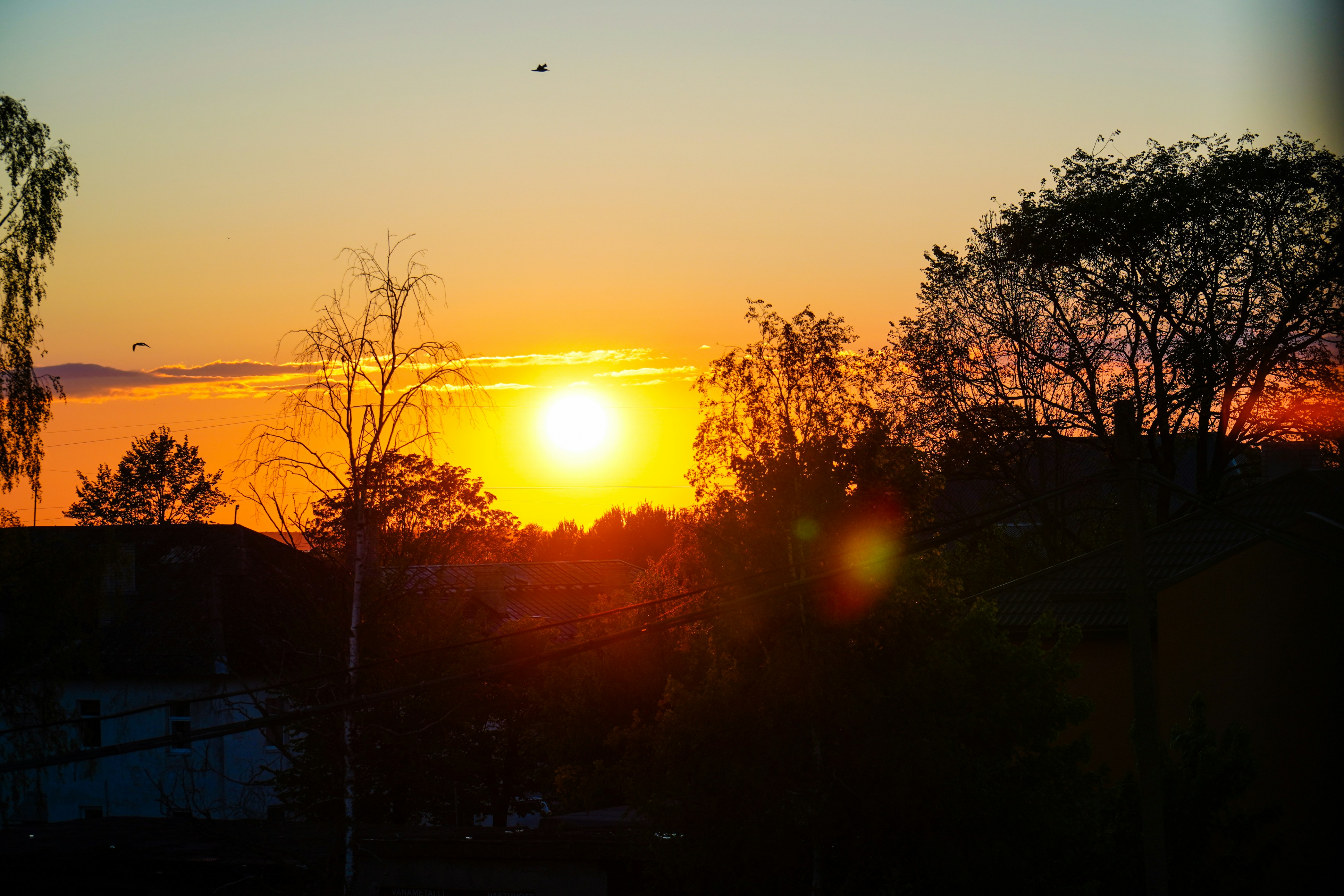 silhouette of trees during sunset