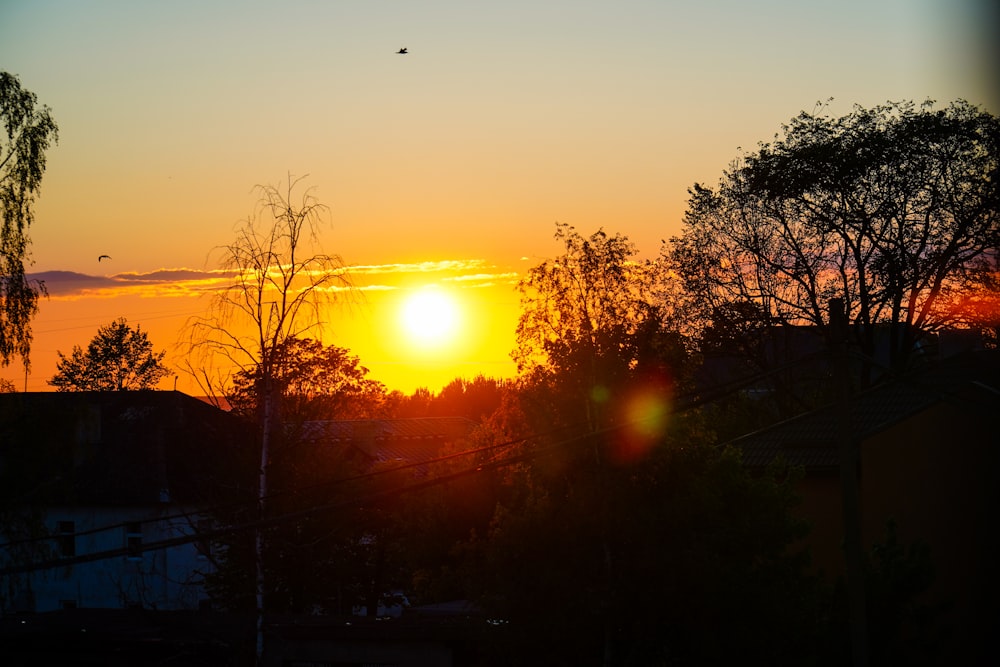 silhouette of trees during sunset