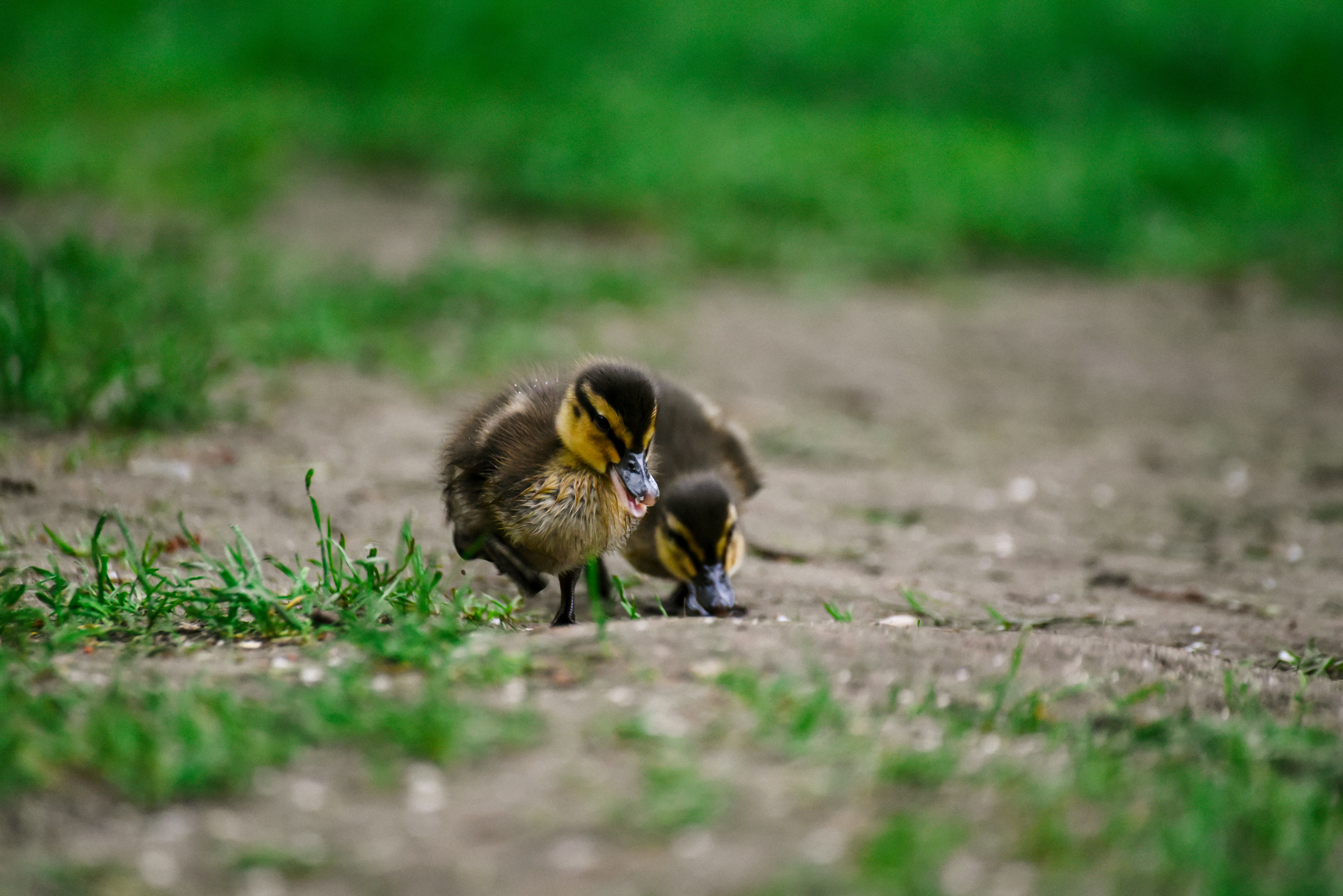 Black and yellow duck on green grass during daytime photo Free Duck
