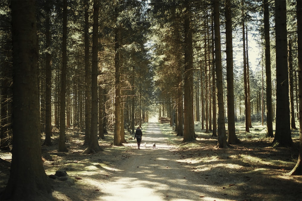 person in black jacket walking on pathway between trees during daytime