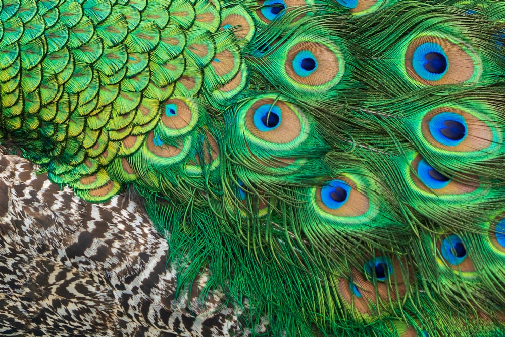 blue and green peacock feather