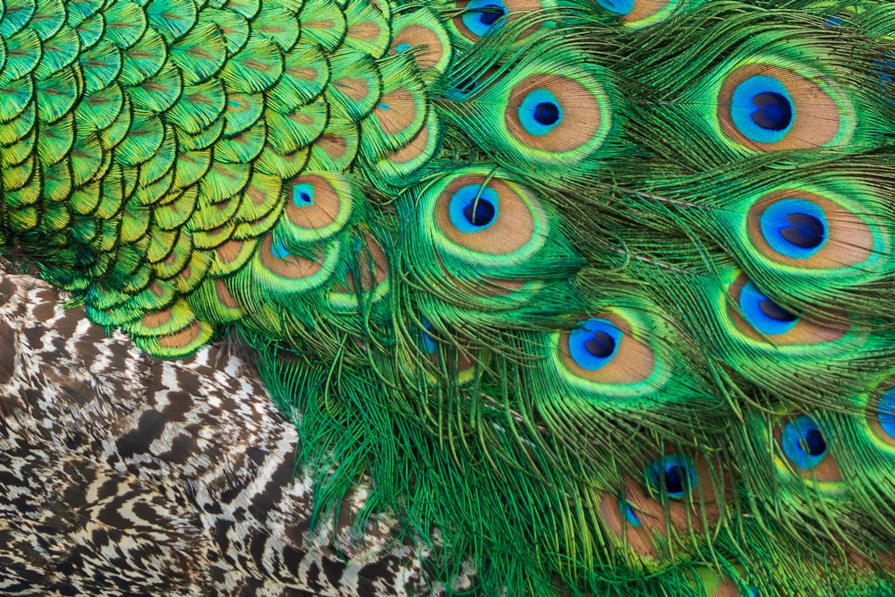 pluma de pavo real azul y verde