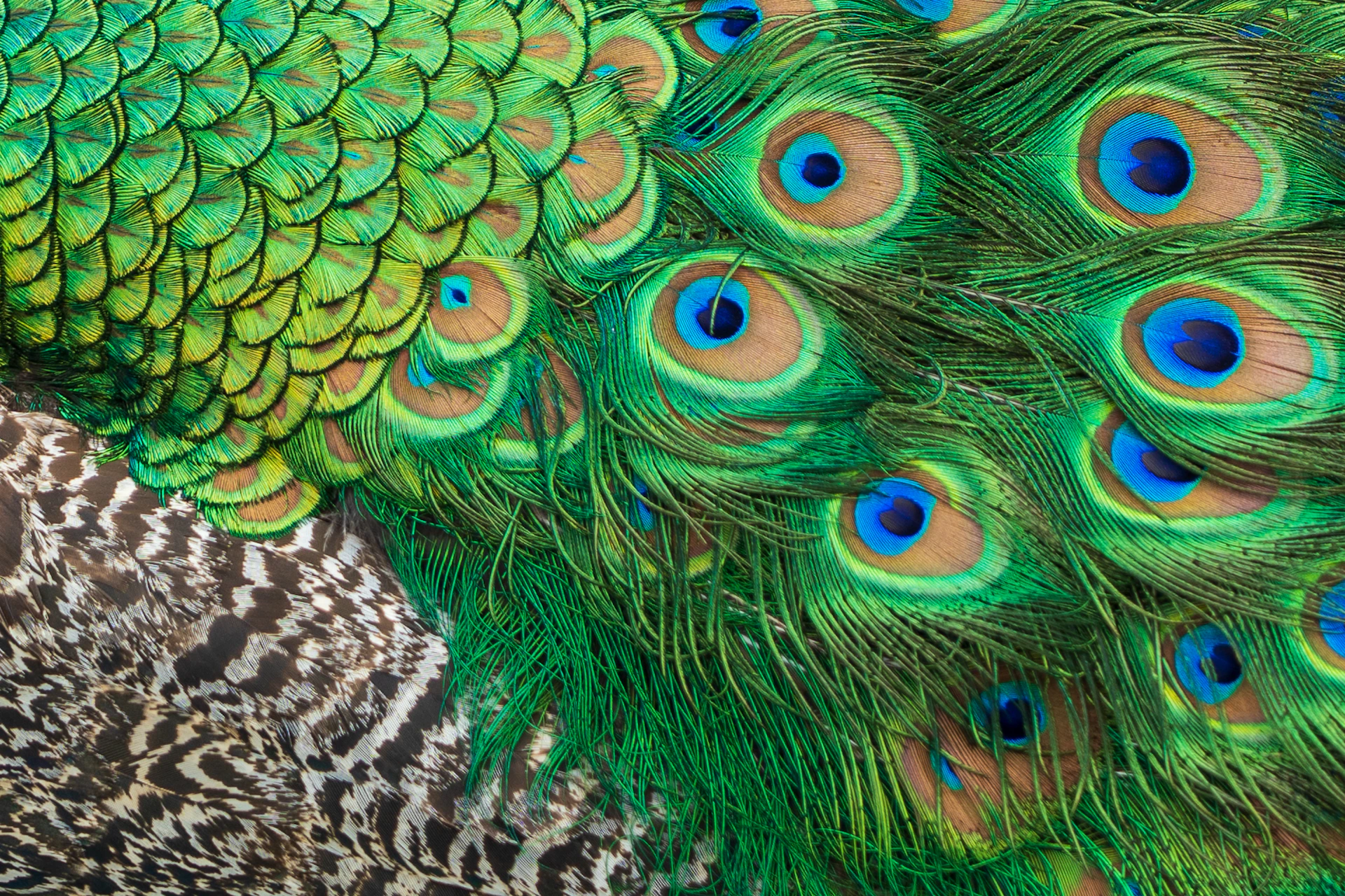 blue and green peacock feather