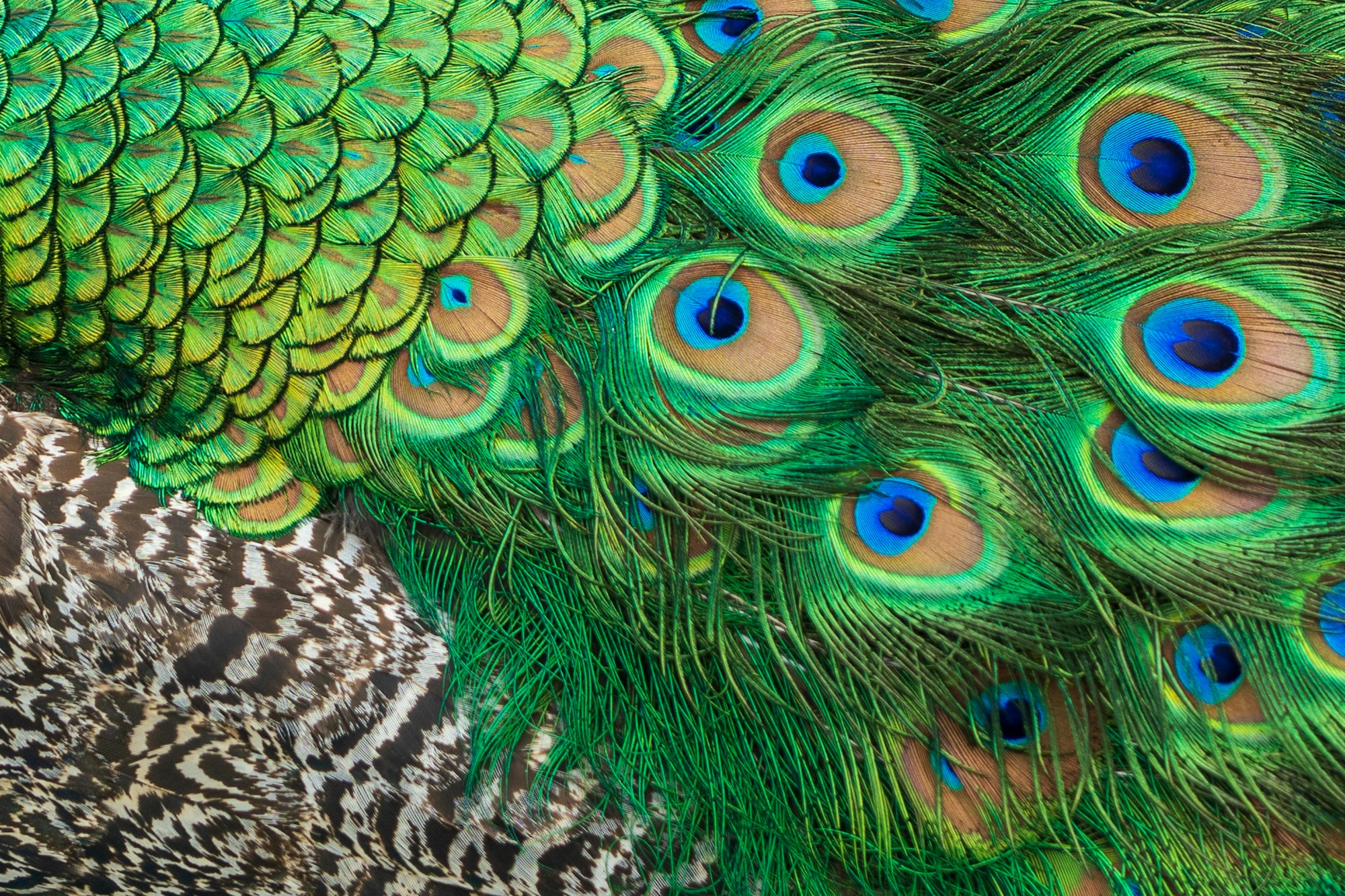 A close up of the three different types of feather seen on a peacock.
