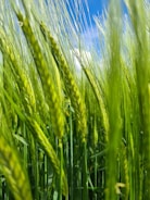 green wheat field during daytime