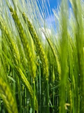 green wheat field during daytime
