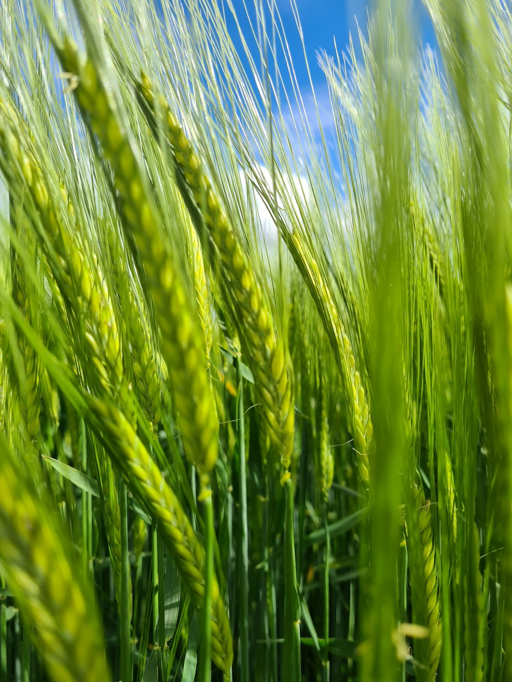 campo di grano verde durante il giorno