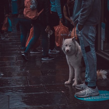 A white dog, possibly a husky, is sitting on a wet pavement amidst a group of people. The dog is leashed and appears calm, looking toward the camera. People around are standing or walking, holding shopping bags, and some are wearing casual clothing. The scene has a rainy or damp atmosphere, visible puddles on the ground, and there is a social distancing marker on the pavement near the dog.