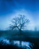 leafless tree near body of water