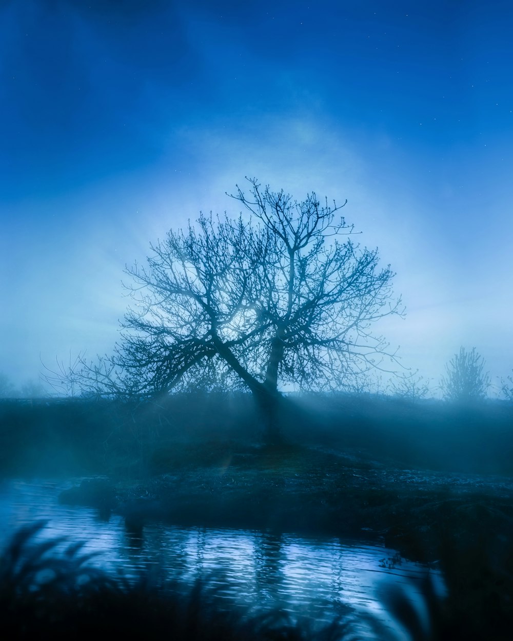 leafless tree near body of water