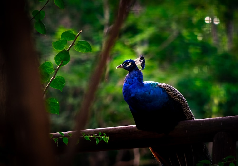 blue peacock on brown wooden fence during daytime