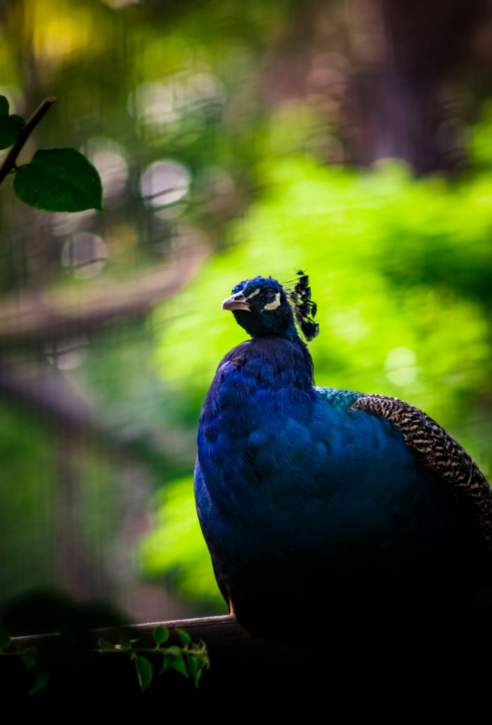 blue peacock in tilt shift lens