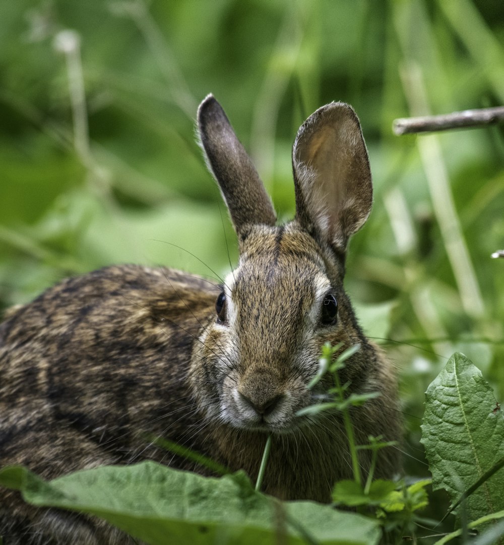 coniglio marrone su erba verde durante il giorno