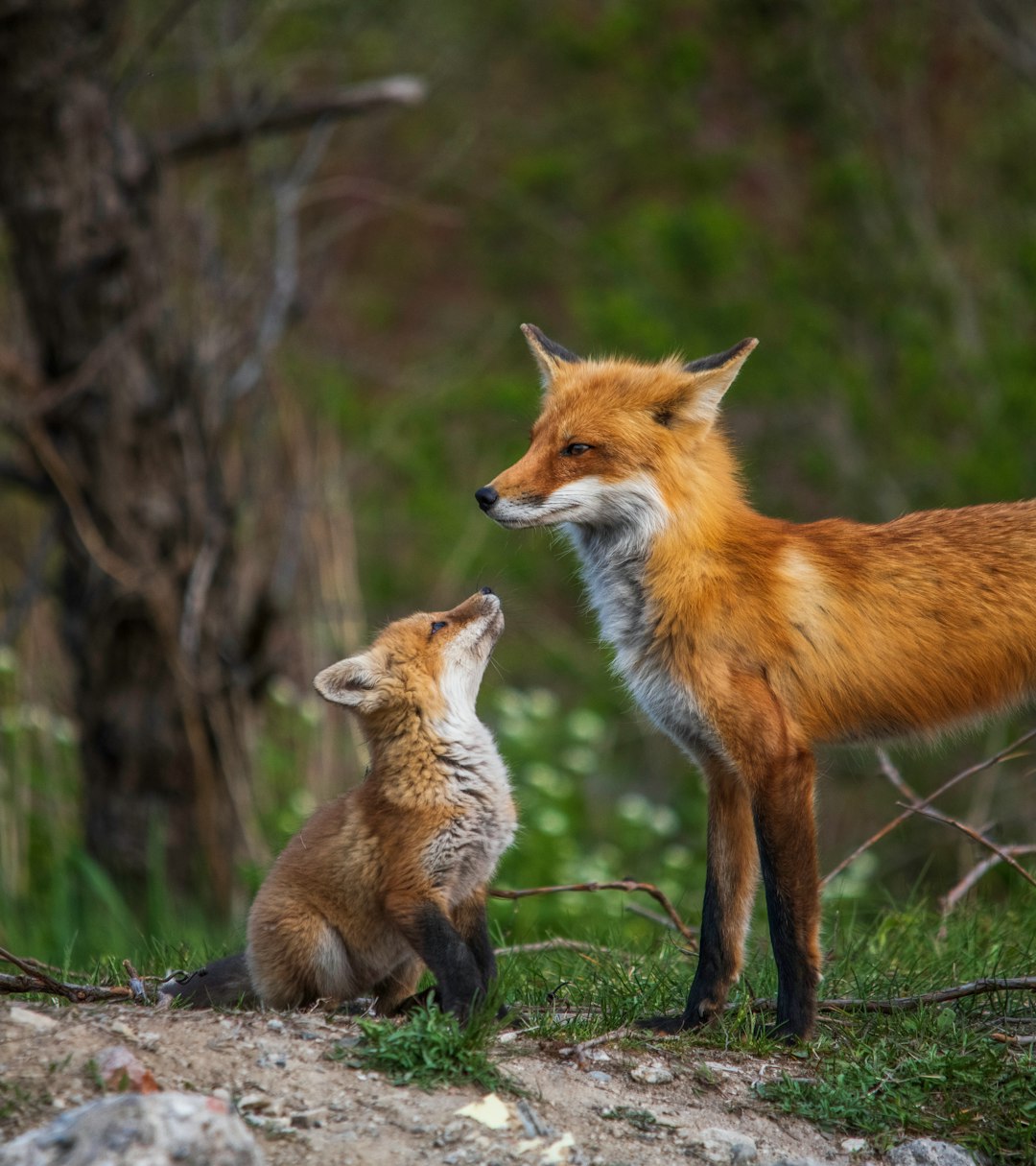 brown fox on brown tree branch