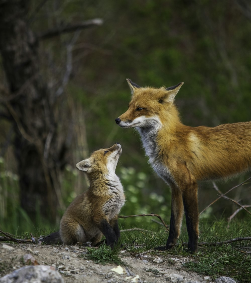 renard brun sur branche d’arbre brun