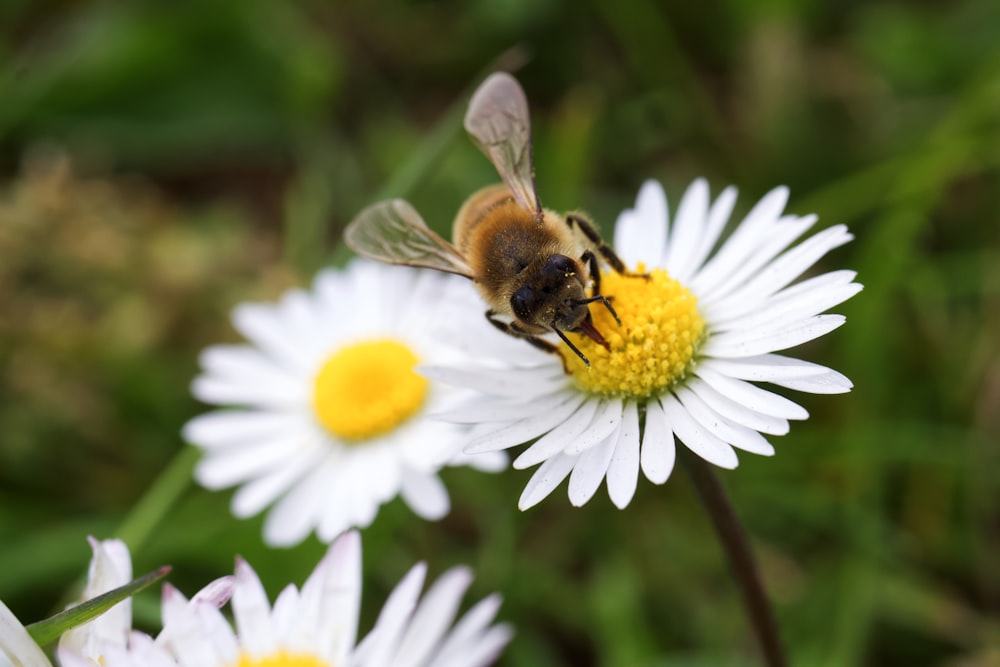 bee on white daisy flower during daytime