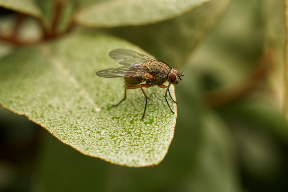 black fly perched on green leaf in close up photography during daytime