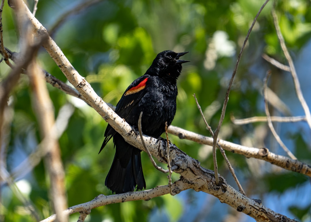 black bird on brown tree branch during daytime