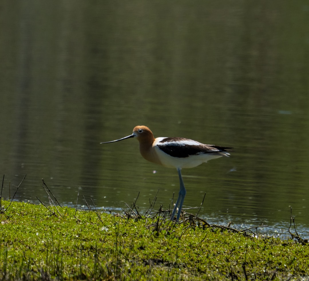 brown and white bird on green grass near body of water during daytime