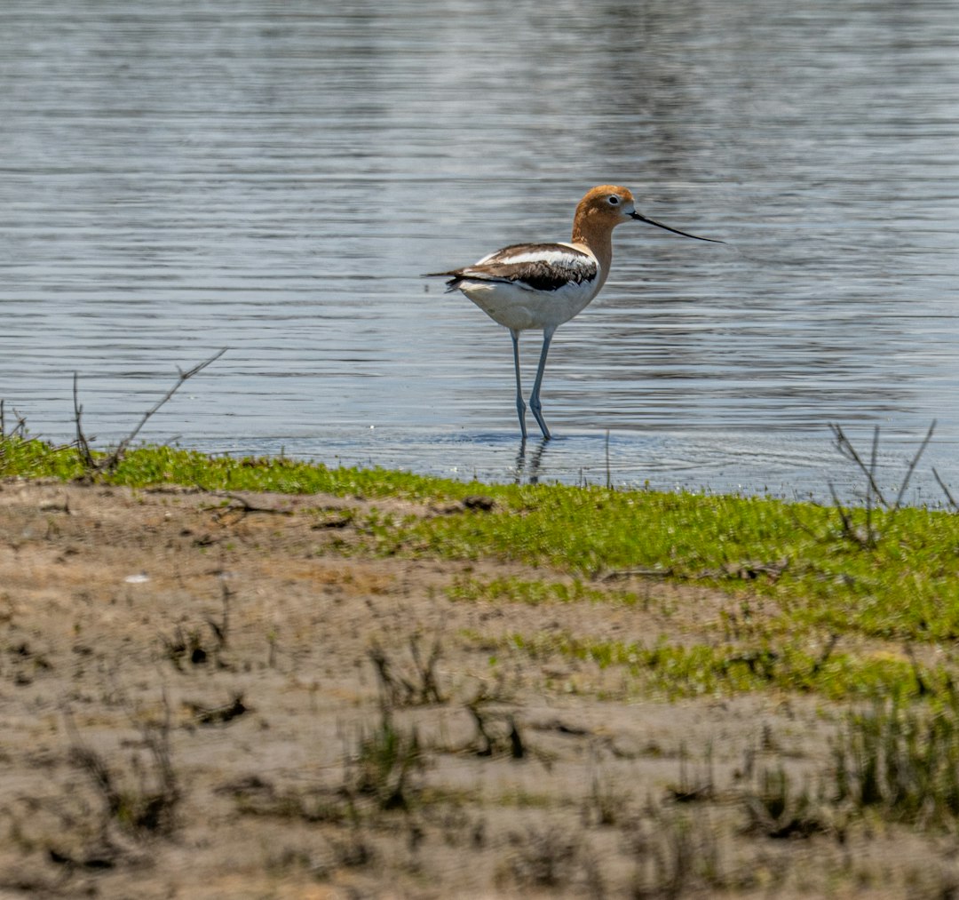 brown and white bird on water during daytime