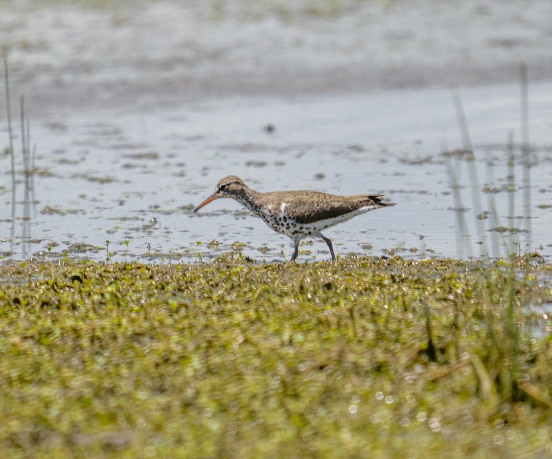 brown bird on green grass field near body of water during daytime