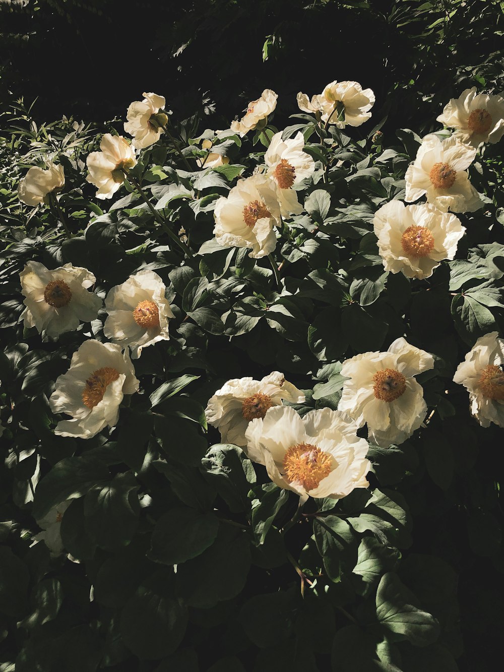 white and yellow flowers with green leaves