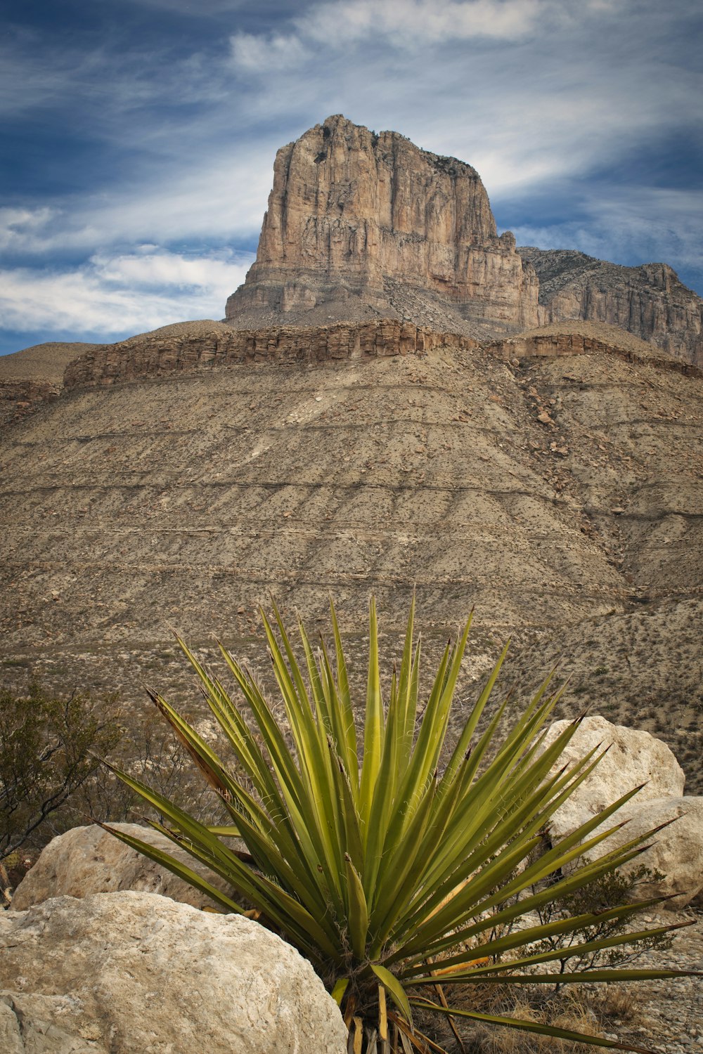 green palm plant near brown rocky mountain under blue and white sunny cloudy sky during daytime