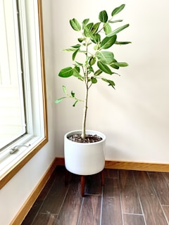 A lush green plant placed in a sunlit corner of a room.