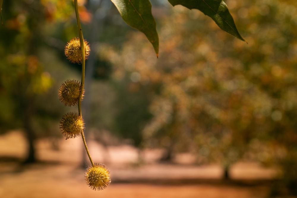 yellow flower in tilt shift lens