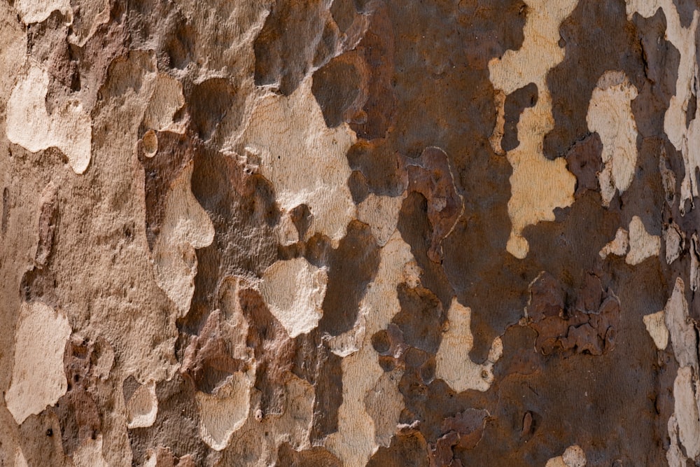 brown and white concrete wall