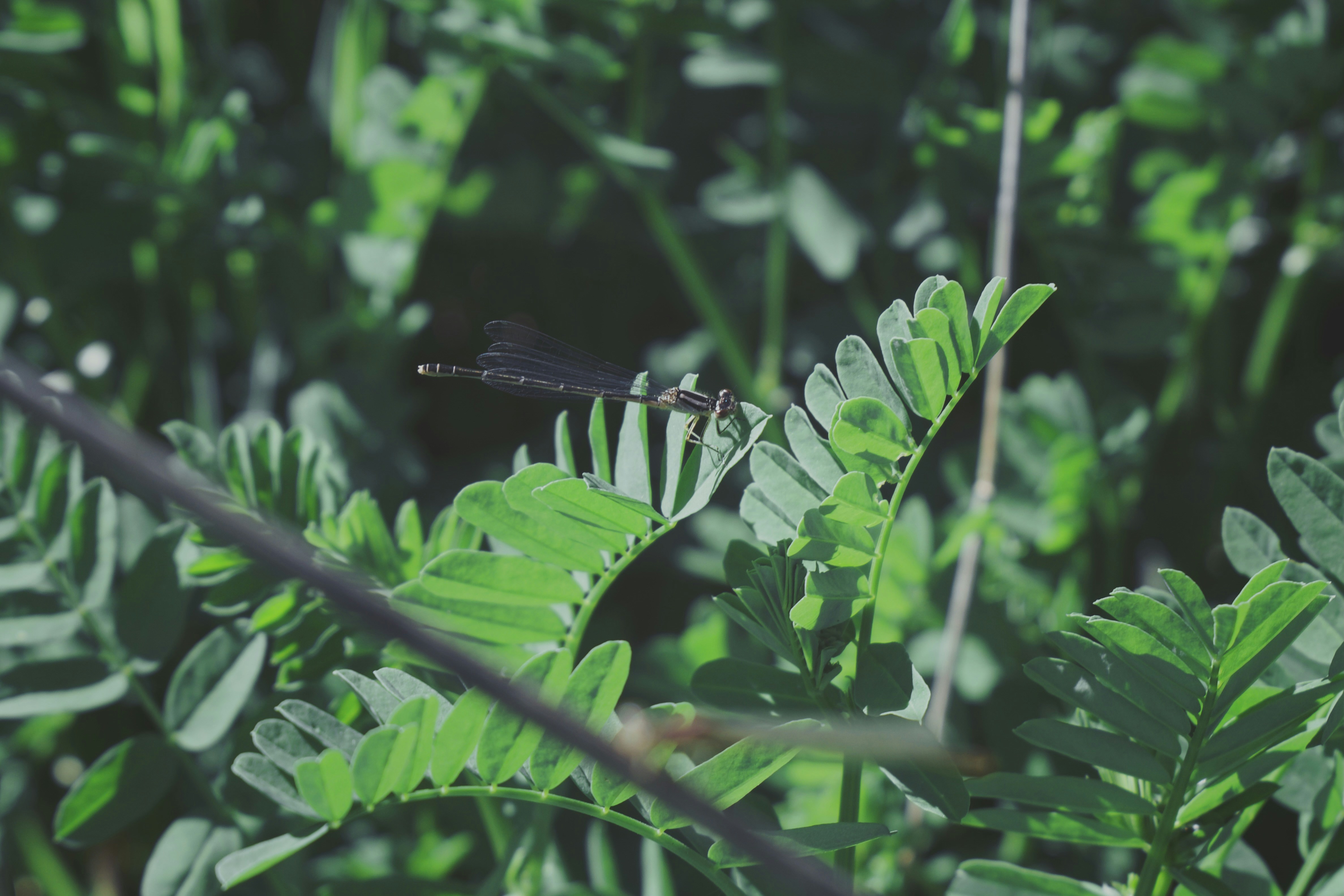 Photo by grantscobby