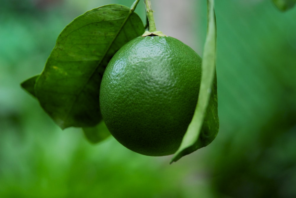 green round fruit in close up photography