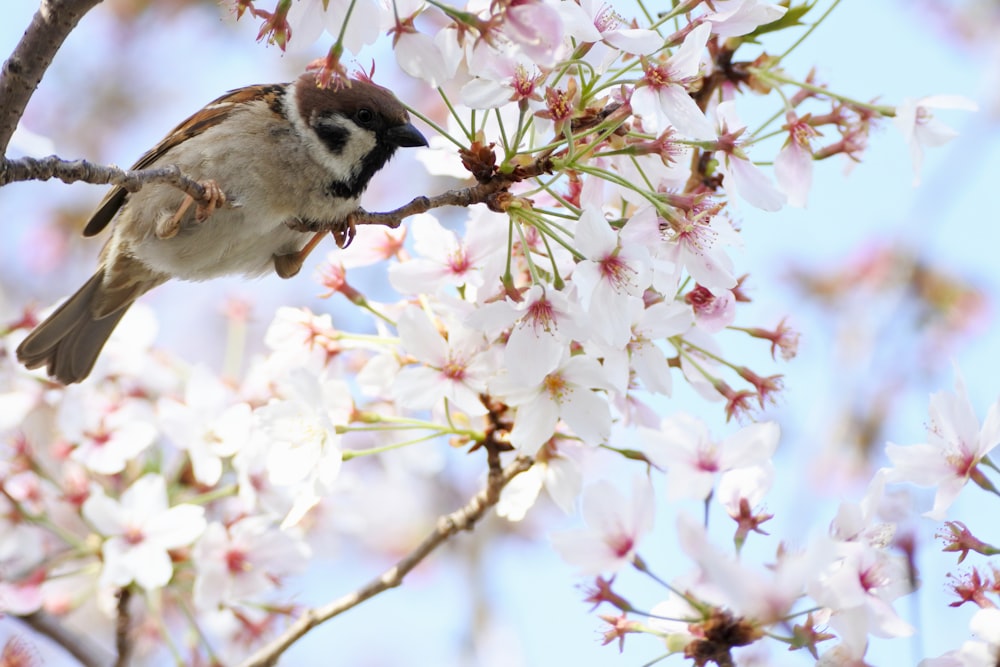 brown and white bird on white and pink flowers