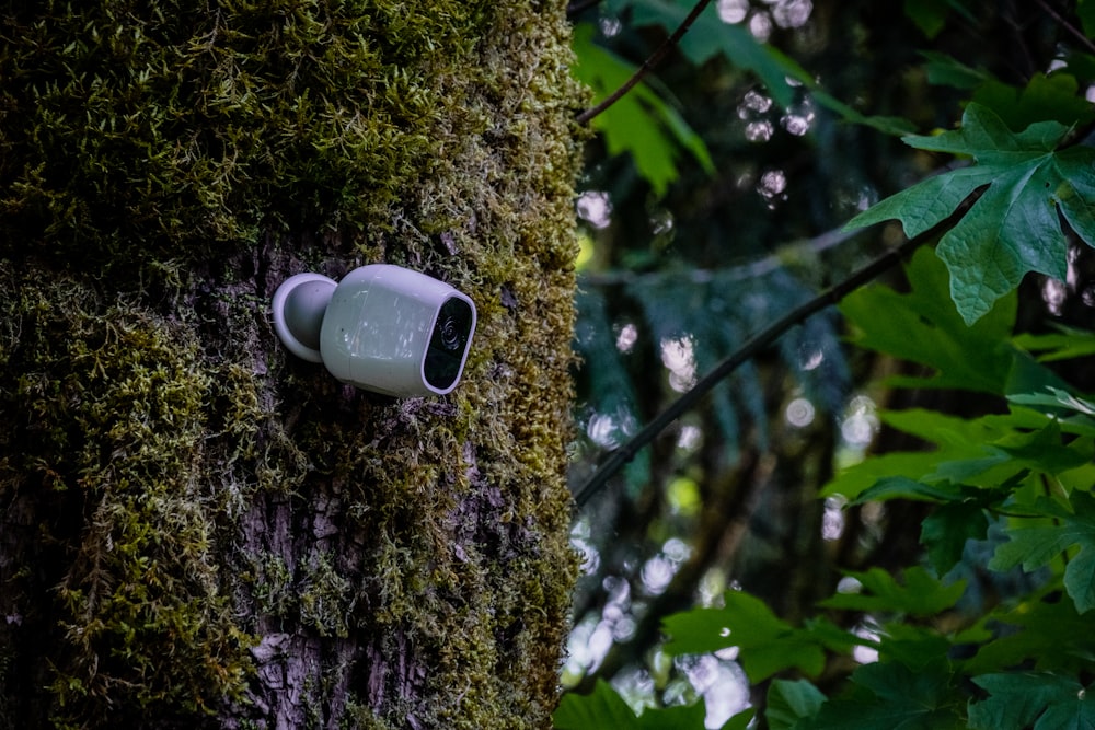 white ceramic mug on brown tree trunk