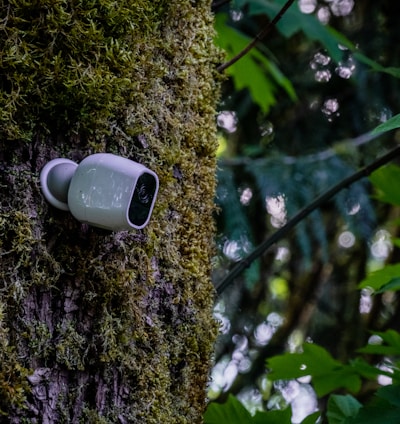 white ceramic mug on brown tree trunk