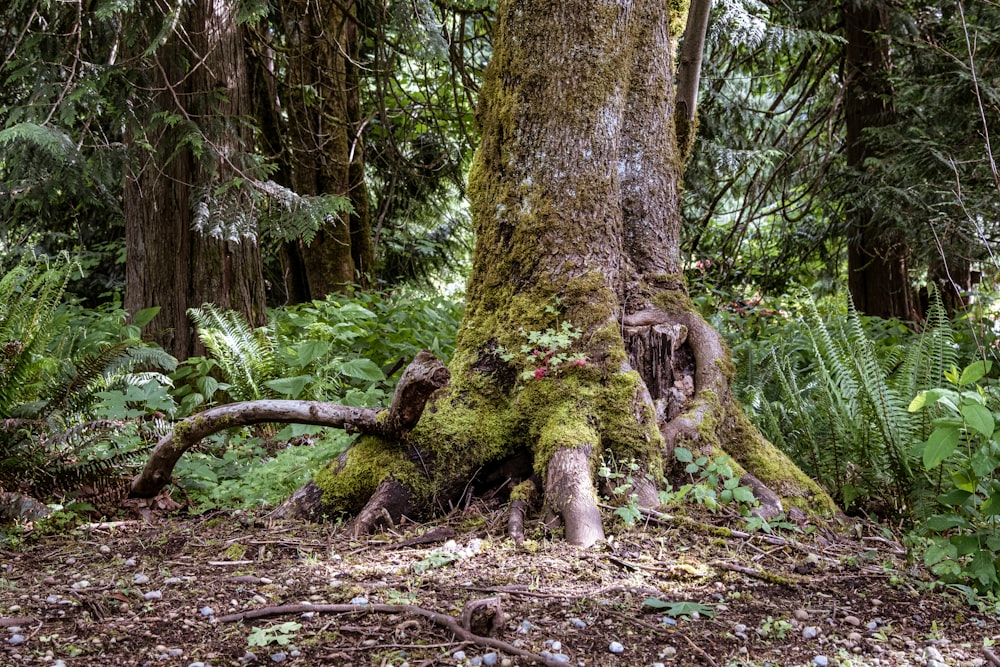 tronco d'albero marrone nella foresta durante il giorno