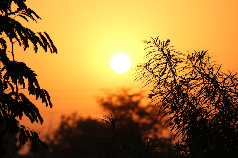 silhouette of plants during sunset