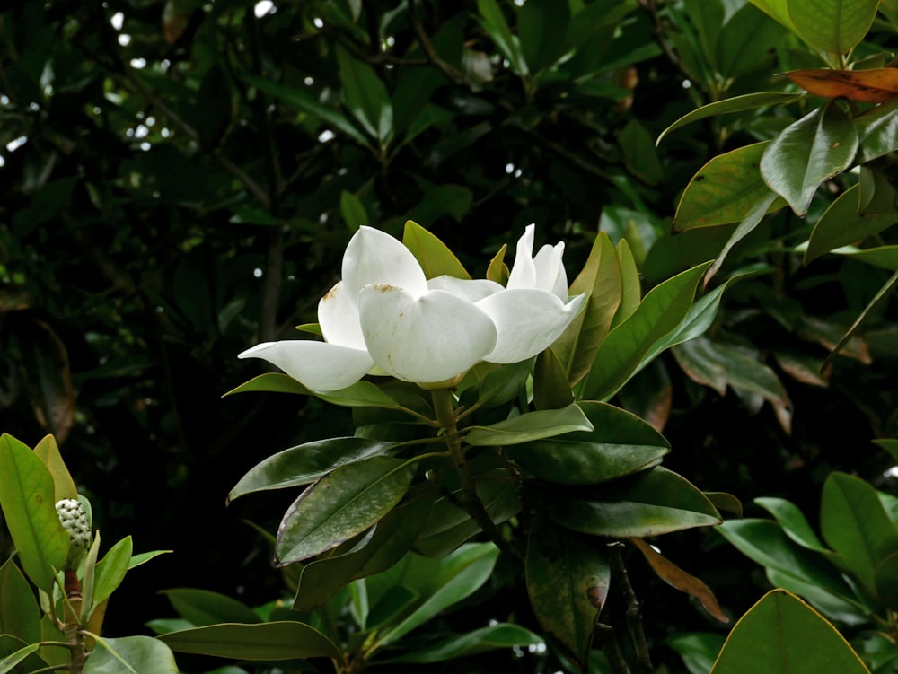 white flower with green leaves