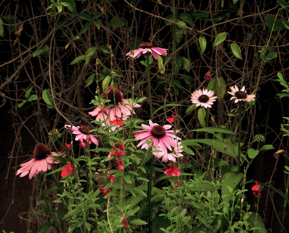 pink flowers with green leaves