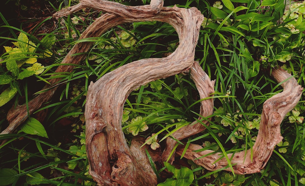 brown tree branch with green leaves