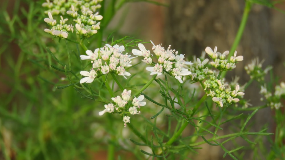 white flowers in tilt shift lens