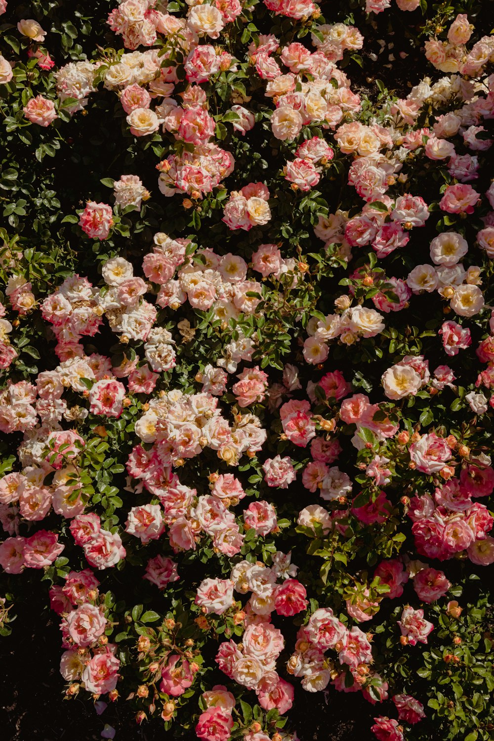 fiori rosa e bianchi con foglie verdi