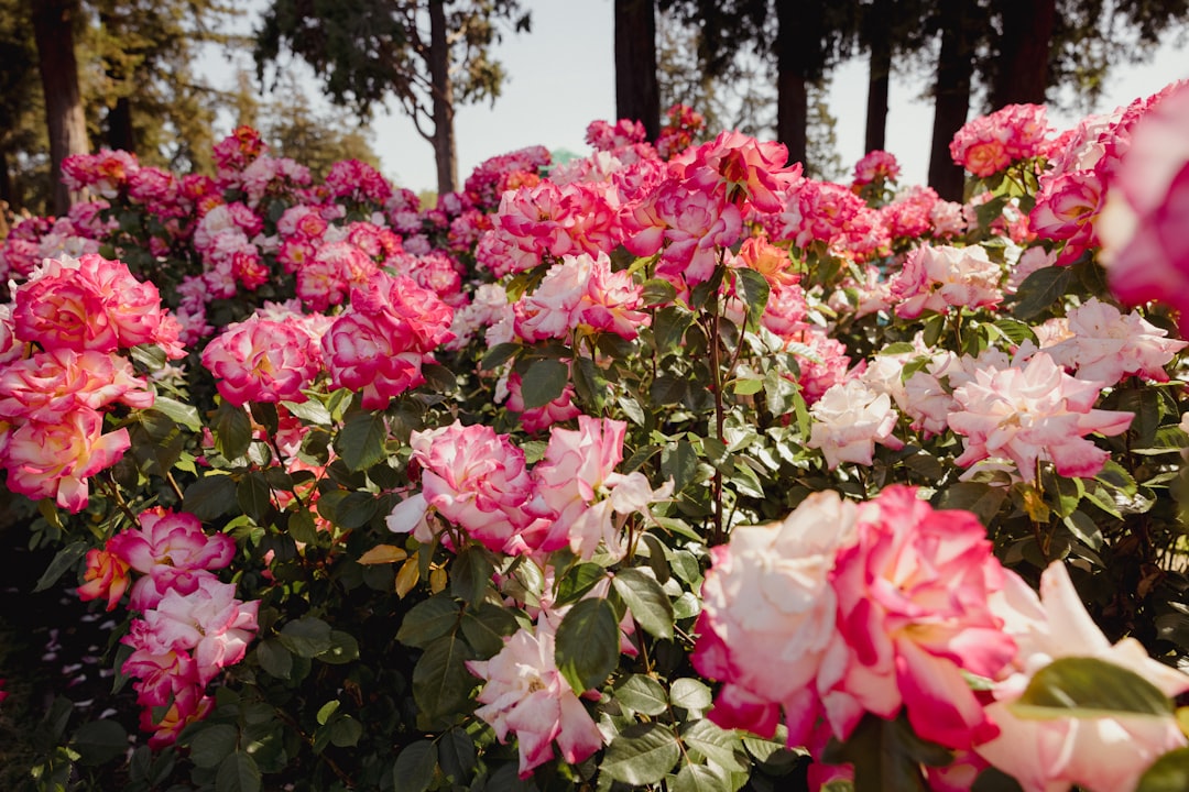 pink flowers with green leaves during daytime