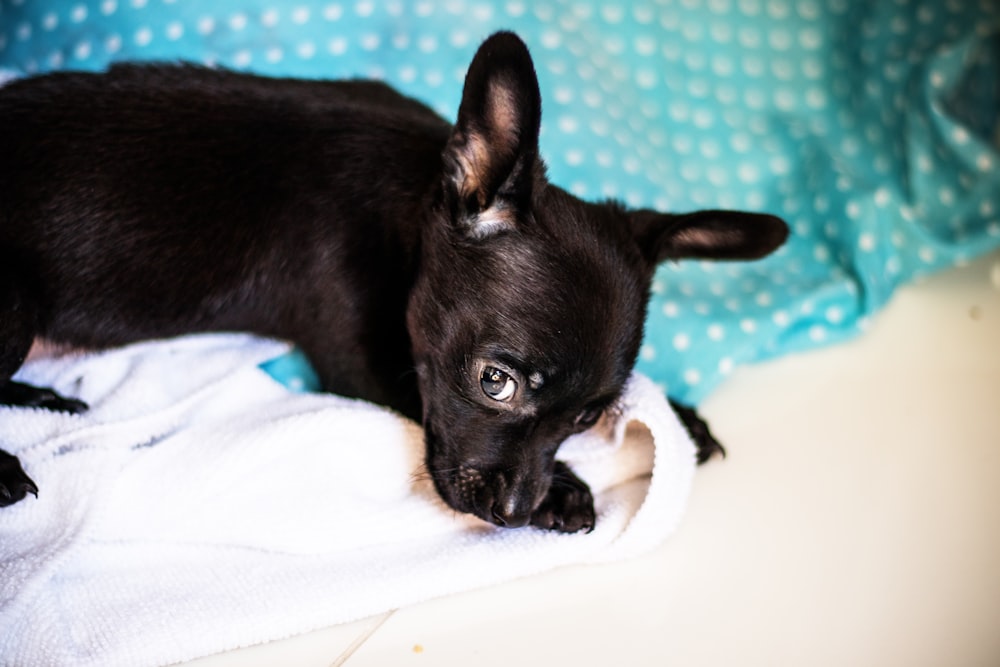 Schwarzer Chihuahua Welpe auf weißem und grünem Textil