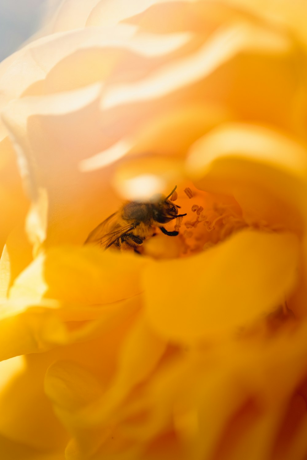 black and brown bee on yellow flower