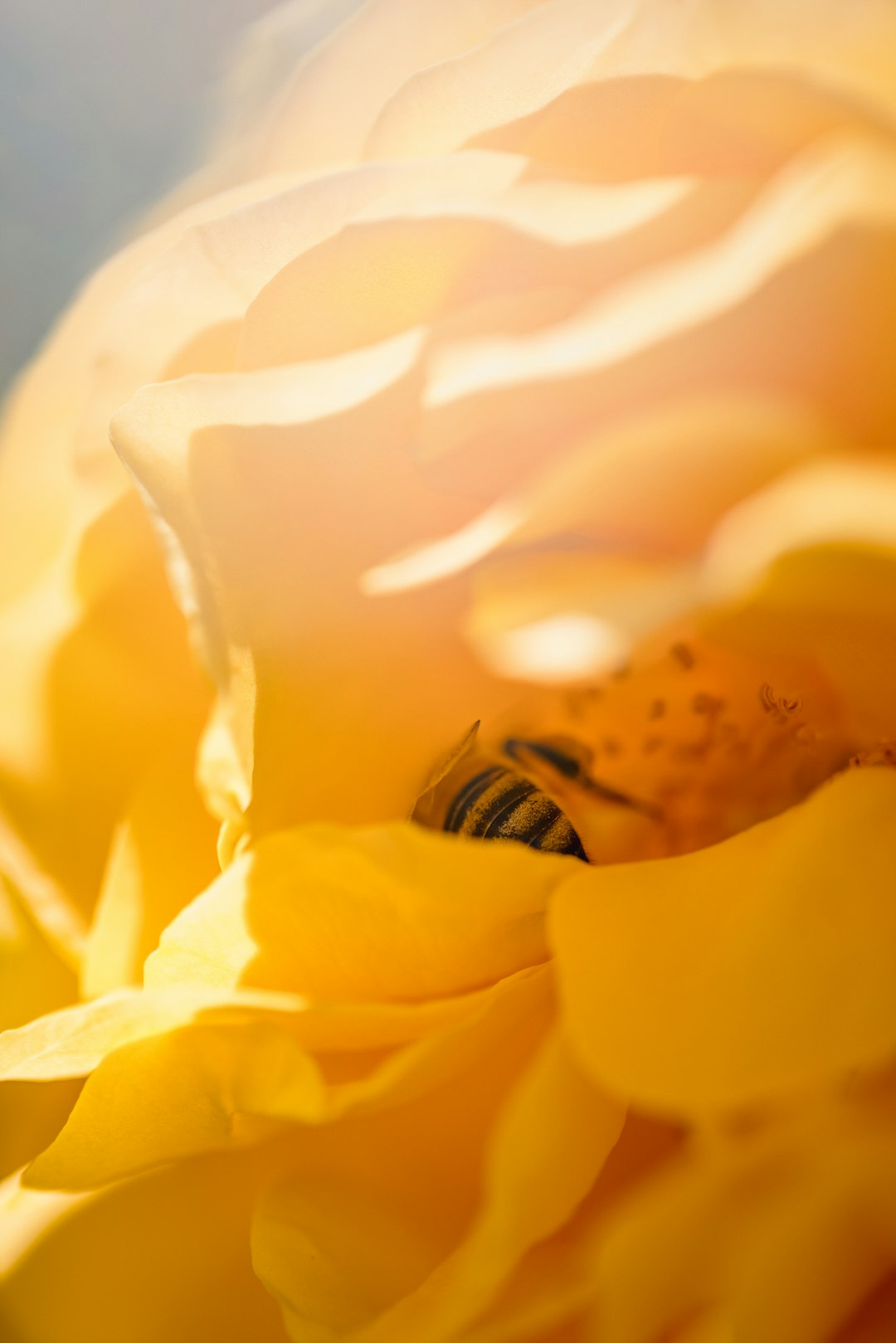 yellow flower in macro lens