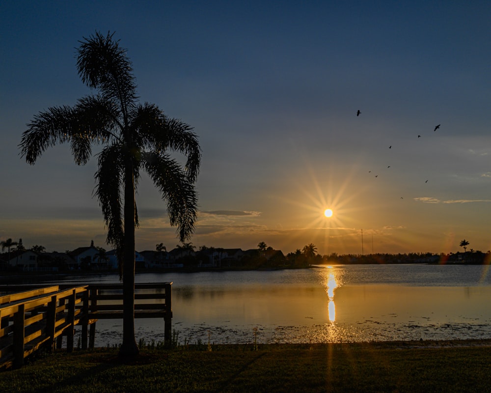 silhouette of palm trees near body of water during sunset